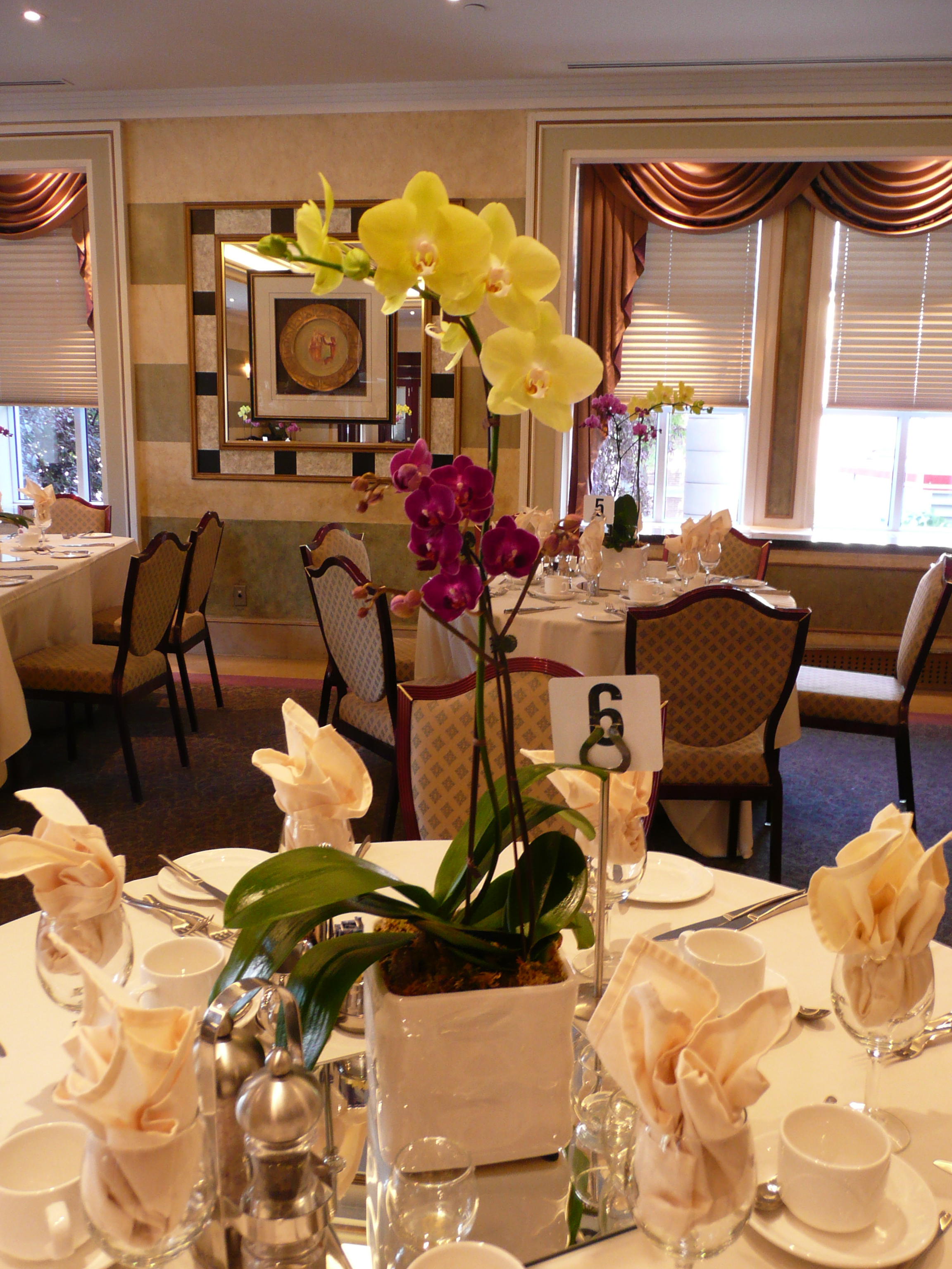 EverSpring Orchids Winnipeg_Gift Orchids